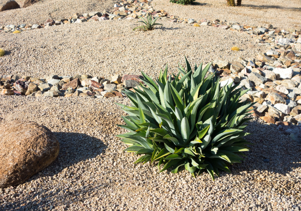 Xeriscaping