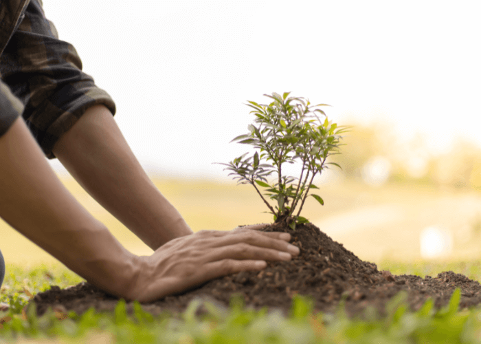 planting tree